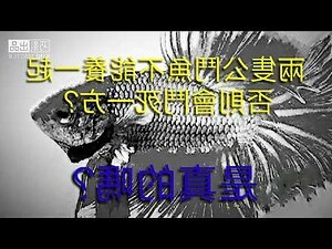 養 鬥 魚 禁忌